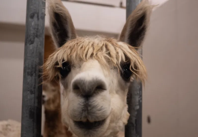 KIT, GASKET, TIMING CASE (BOTS)