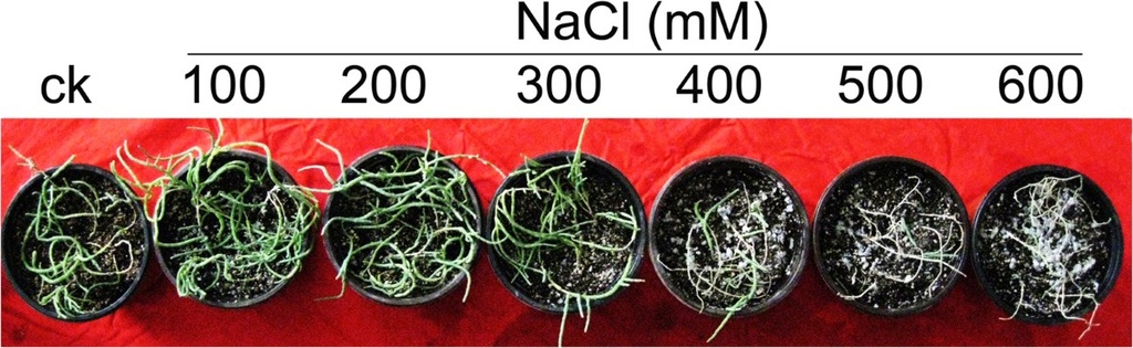 COUPLING, FAN, MOTOR B40D (BOTS)