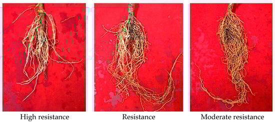 SHAFT, DRIVE SAE SPIN, THRU/D (BOTS)