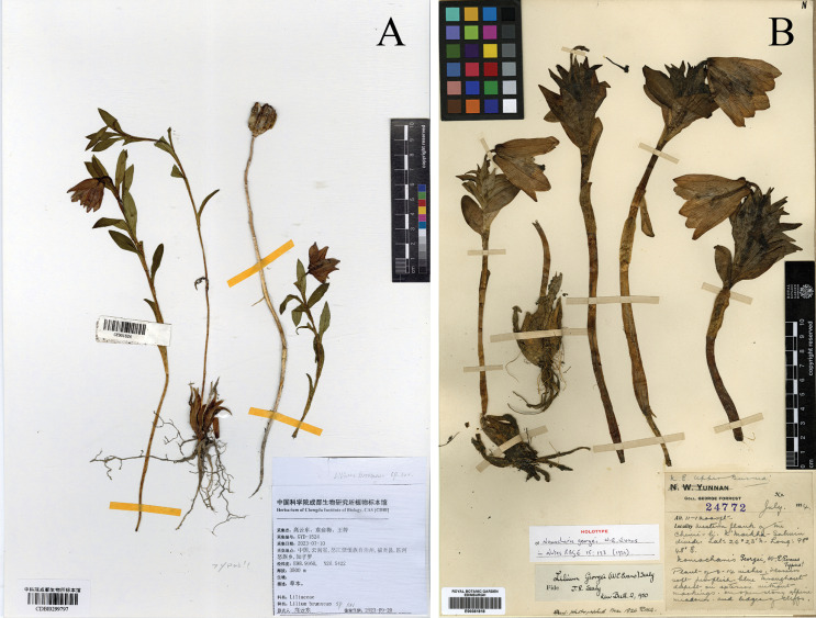 BELL COVER SPEAKER HOLE (BOTS)