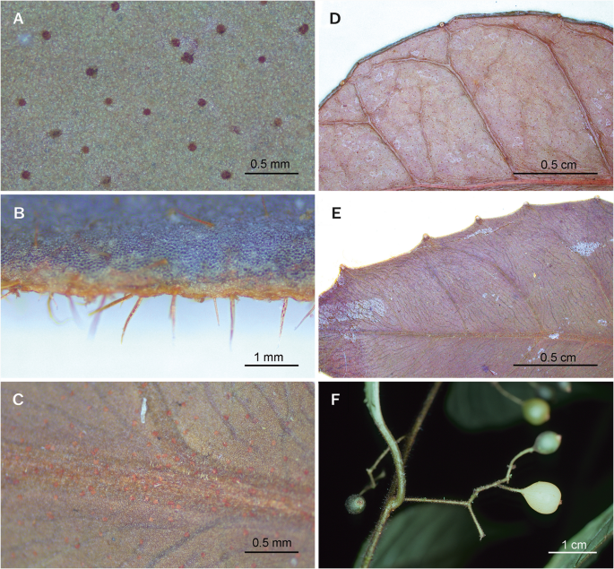 HOUSING, BONNET CATCH ADT D# (BOTS)