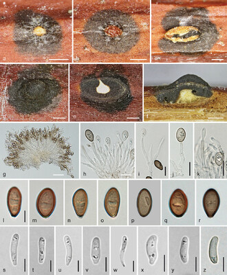 SPRING, COMP, 170X70X5 BON CAT (BOTS)