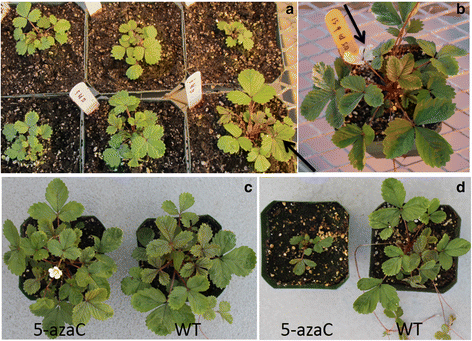 SPACER, LIGHT. BIN. R/LESS B20 (BOTS)