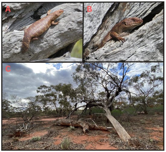 SHIM, 5MM, BIN SHOCK (BOTS)