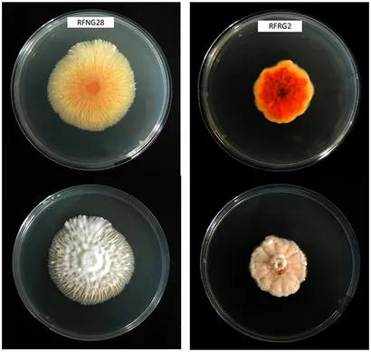 GASKET, V44 SOLENOID/MANIFOLD (BOTS)