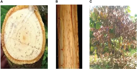 [BELL 100148 BOTS] BELL FLAT WASHER (BOTS)